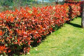 [0522] PHOTINIA x FRASERI "Red Robin" clt.15 125-150