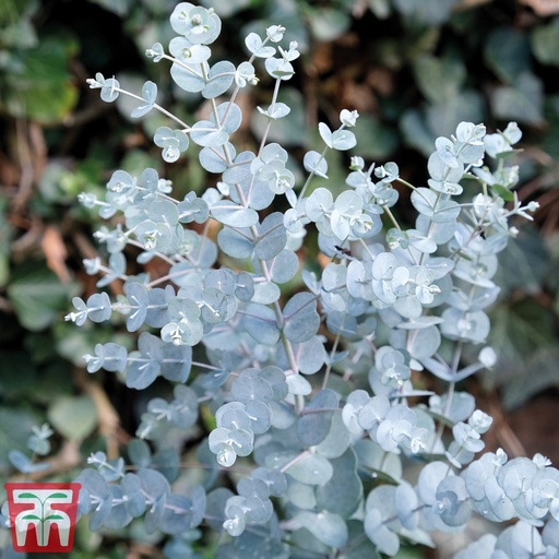 [0524] Eukalyptus Gunnov (EUCALYPTUS GUNNII)  clt.9