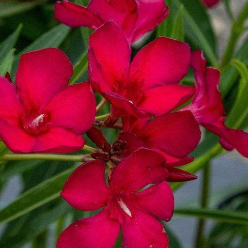 [0526] Oleander obyčajný (NERIUM OLEANDER) clt.18 80-100