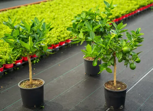 [0529] CITRUS "Aurantifolia" (Lime) clt.5 1/4 fusto