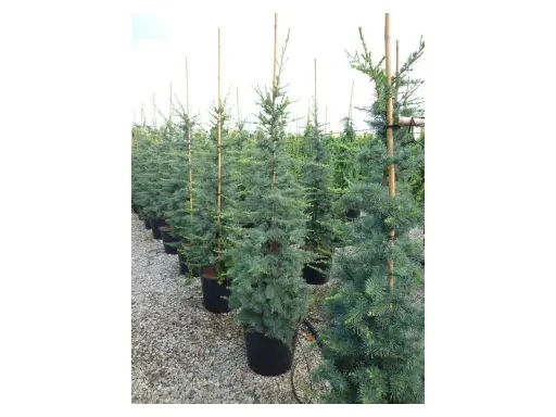 [0530] CEDRUS ATLANTICA "Glauca" clt.9 80-100 Ramificato