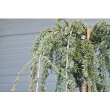 [0531] Céder atlantský (CEDRUS ATLANTICA) "Glauca Pendula" clt.9 80-100 Ramificato