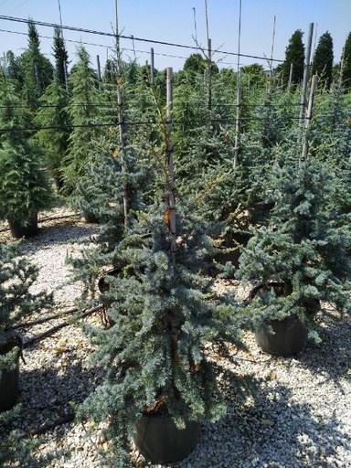 [0534] CEDRUS DEODARA "Feeling Blue" clt.9 60-80 Con Tutore Ramificato