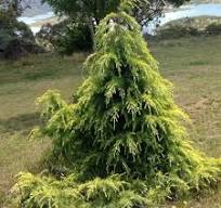[0536] CEDRUS DEODARA "Golden Horizon" clt.9 d.40/50 Prostrato