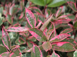 [0537] (PHOTINIA X FRASERI CASSINI) "Pink Marble" clt.9 80-100