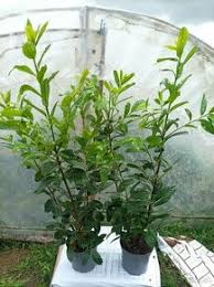 [0539] PRUNUS LAUROCERASUS "Novita" clt.9 80-100-125