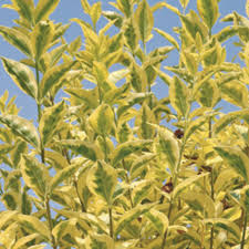 [0542] Vtáčí zob vajcolistý (LIGUSTRUM OVALIFOLIUM) "Aurea" clt.7