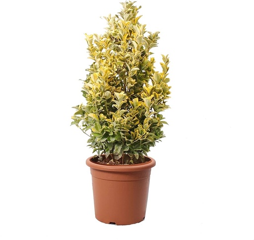 [0543] Bršlen japonský (EUONYMUS JAPONICUS) "Aurea" clt.9