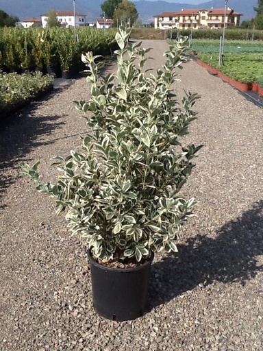 [0544] Bršlen japonský (EUONYMUS JAPONICUS) "Bravo"' clt.9