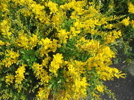 [0545] Cytisus (CYTISUS (ginestra))  clt.3