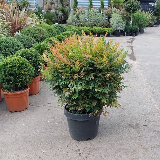 [0546] NANDINA DOMESTICA clt.9 60-80