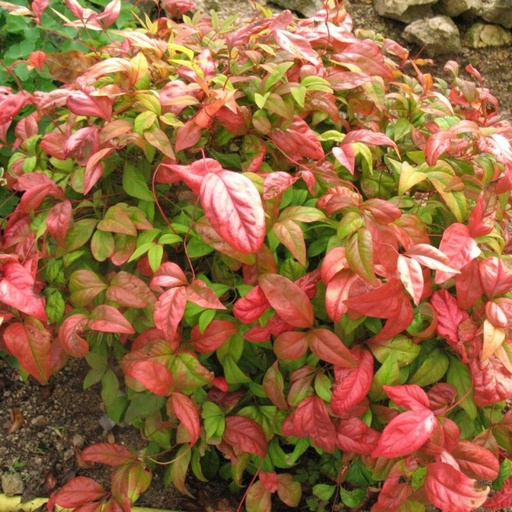 [0547] Nandina domáca (NANDINA DOMESTICA "Fire Power" clt.9
