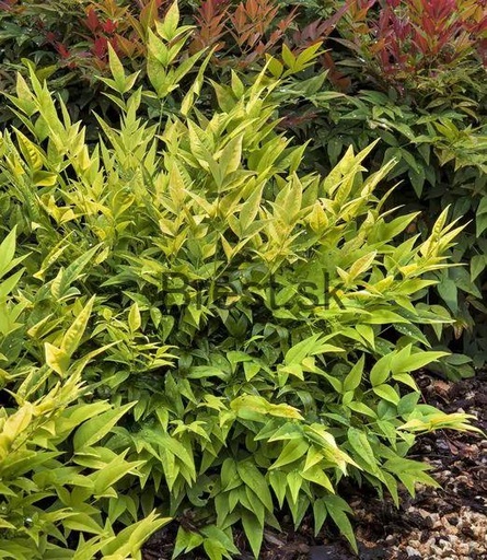 [0548] Nandina domáca (NANDINA DOMESTICA "Lemon Lime" clt.9