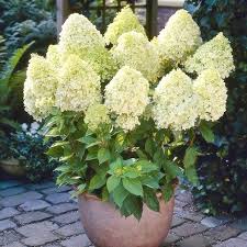 [0555] Hortenzia metlinatá (HYDRANGEA PANICULATA) clt.7