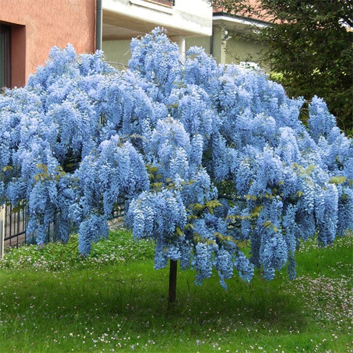 [0560] Vistéria čínska (WISTERIA CHINENSIS) "blu fontain" clt.3 150-200