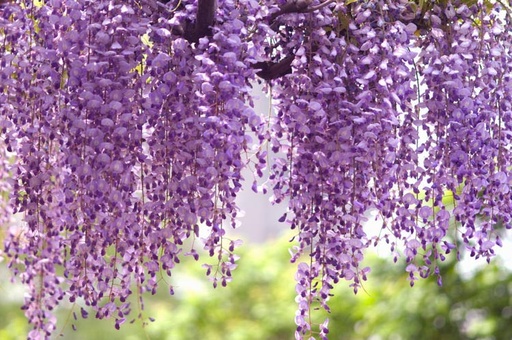 [0561] Vistéria čínska (WISTERIA CHINENSIS) "royal purple" clt.3 150-200