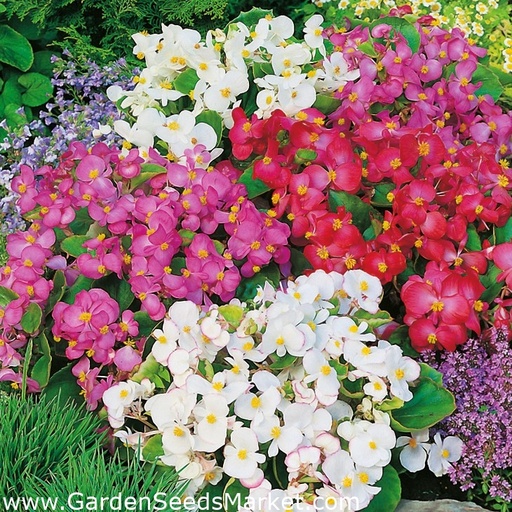 [0583] Begónia Semperflorens