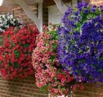 [0596] Koše závesné SURFÍNIA