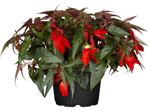 [0610] Begónia previslá (Begonia Cascade)