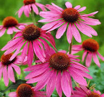 [0619] Echinacea purpurová "Magnus" (Echinacea purpurea)