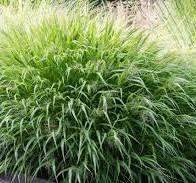 [0620] Hakonechloa macra Greenhills, P11