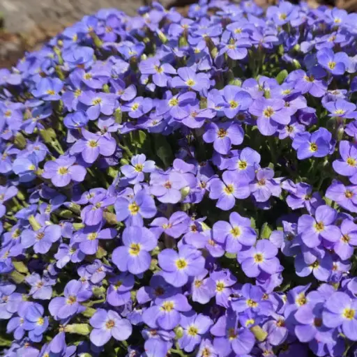 [0622] Tarička x cultorum "Axcent Light Blue" (Aubrieta x cultorum)