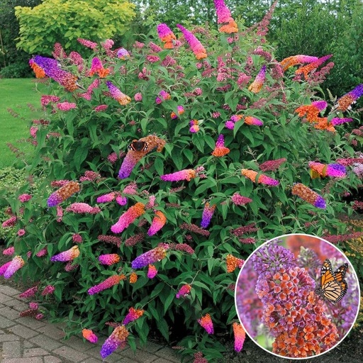 [0624] Buddleja davidii "Flower Power", C3, 40/60