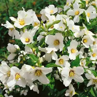 [0625] Pajazmín Lemoinov (Philadelphus Lemoinei) C3, 40/60