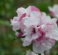 [0626] Hibiscus syriacus French Cabaret Pastel, C3 40/60