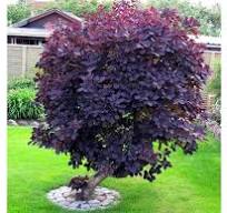 [0627] Škumpa vlasatá (Cotinus coggygria) "Royal Purple", C3 40/60