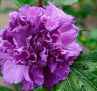 [0630] Hibiscus syriacus French Cabaret Purple, C3 40/60