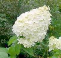[0631] Hortenzia metlinatá (Hydrangea paniculata) "Polar Bear", C3 40/60