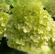 [0632] Hortenzia metlinatá (Hydrangea paniculata) "Candlelight", C3 40/60