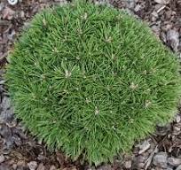 [0638] Borovica horská (Pinus mugo) "Benjamin", C10 30/40