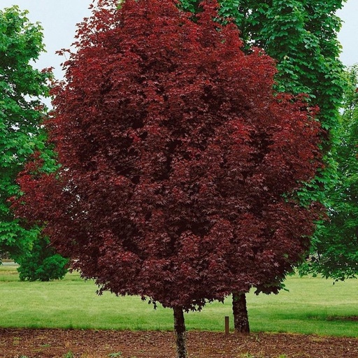 [0639] Acer platanoides Crimson Sentry, C7,5 Pa170