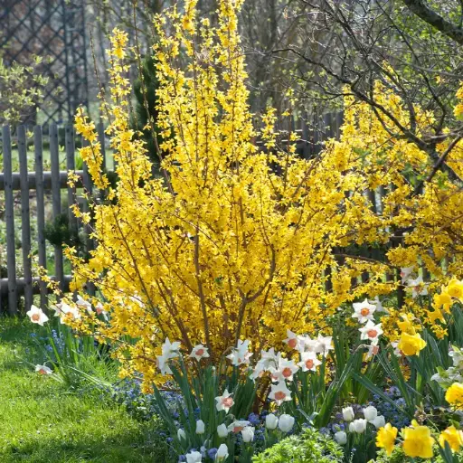 [0641]  (Forsythia x intermedia) "Lynwood", C3 40/60