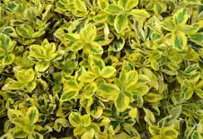 [0642] Euonymus fortunei "Emerald Gold", C2 20/40