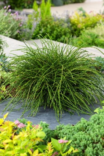 [0644] Tuja riasnatá (Thuja plicata) "Whipcord", C2 20/30