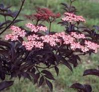 [0645] Baza čierna (Sambucus nigra) "Gerda Black Beauty", C3 40/50
