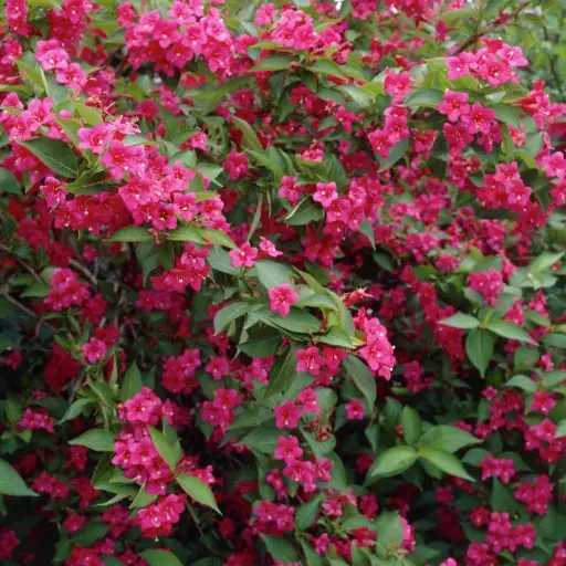 [0647] Vajgélia (Weigela) "Bristol Ruby, C3 Pa90
