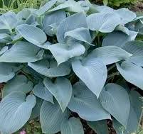 [0661] Sivomodrá hosta "Halcyon" (Hosta tardiana)