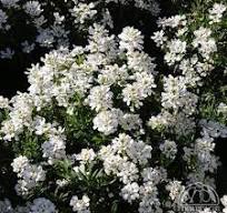 [0672] Iberis sempervines "Whiteout"