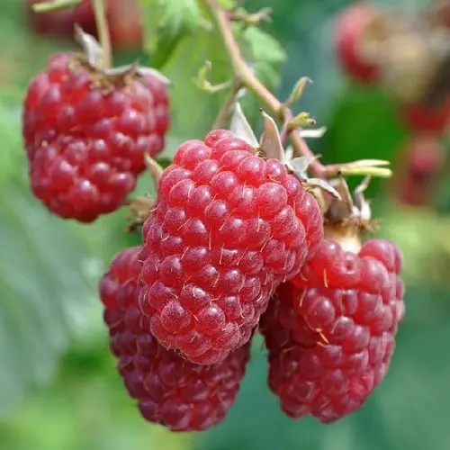 [0673] Malina červená (Rubus idaeus) "Polana", C1L, 30-40cm