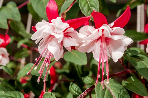 [0677] Fuksia (Fuchsia) Koše