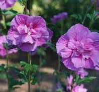 [0683] Hibiscus syriacus "Lavender Chiffon" 30-40 K2,5