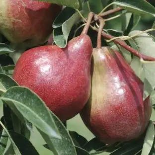 [0685] Hruška obyčajná (Pyrus communis) "Dicolor"