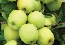 [0691] Jabloň domáca (Malus domestica) "Golden Deliciouse"