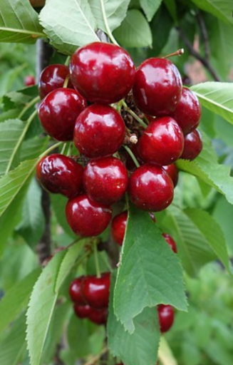 [0700] Čerešňa vtáčia (Prunus avium) "Van"