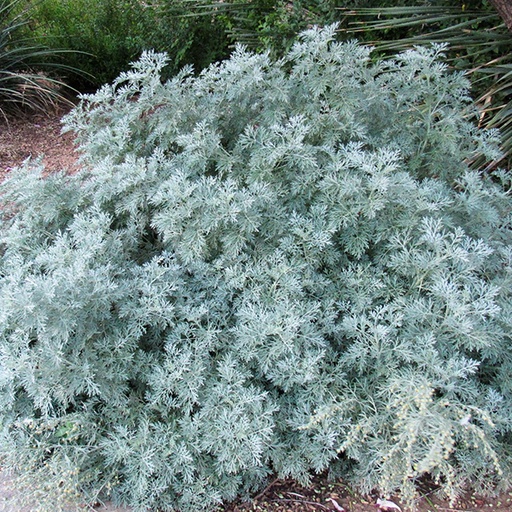 [0776] Artemisia "Powis Castle" (Artemisia arborescens)