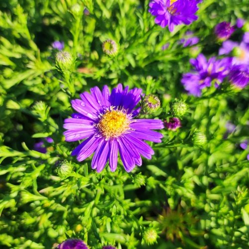 [0778] Astra kopcová "Aqua Saphire" (Aster amellus)